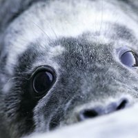 Тюлени съедают у рыбаков улов и портят сети