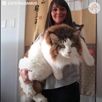 Foto: Uzmanīgais milzis Samsons – lielākais kaķis Ņujorkā