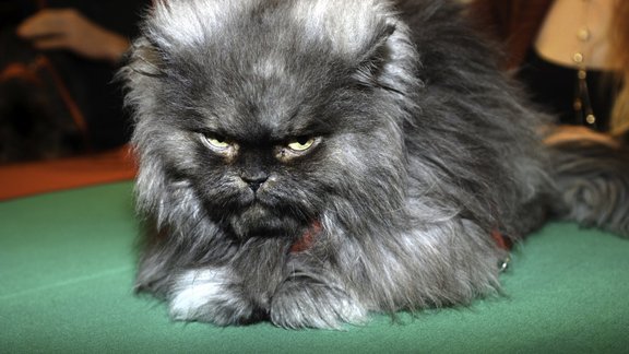 Colonel Meow