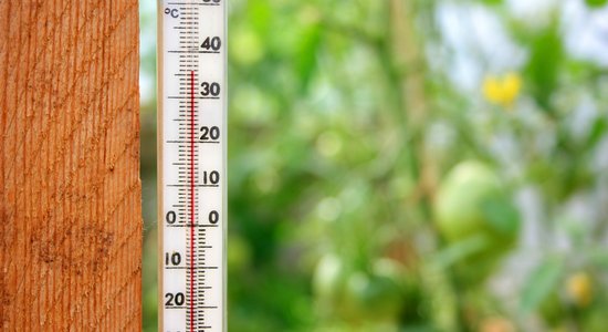 В теплице как в бане: Марис Нарвилс рассказывает о том, как защитить садовые и тепличные растения от жары