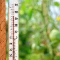 Augi kā uz pannas: eksperts par siltumnīcas un mazdārziņa glābšanu no karstuma