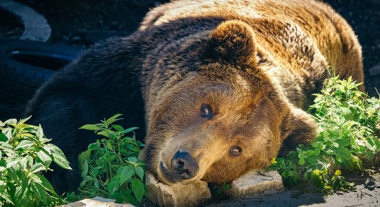 Медведей под Валкой будут отпугивать светом и фейерверками