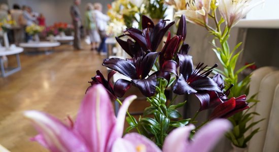Foto: 150 ziedošu liliju šķirņu vienuviet izstādē Rīgā