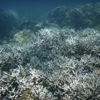 Lielajā Barjerrifā šogad miruši nepieredzēti daudz koraļļu