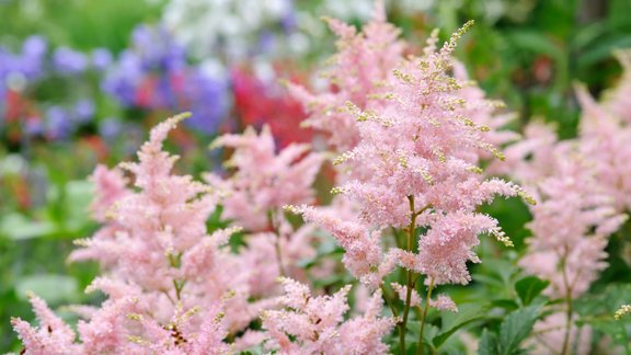 astilbes