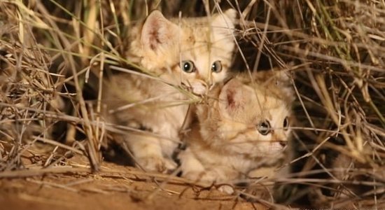 В Сахаре впервые сняли на видео барханных котят