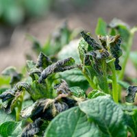 Советы экспертов: Как помочь саду и огороду после губительных заморозков прошлой недели