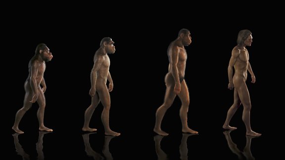 Human Evolution