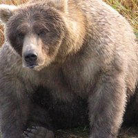 ФОТО. На Аляске выбрали самого толстого медведя