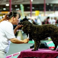 Ķepaiņi un astaiņi tiksies rudens pūkainākajā izstādē 'ZooExpo 2016'