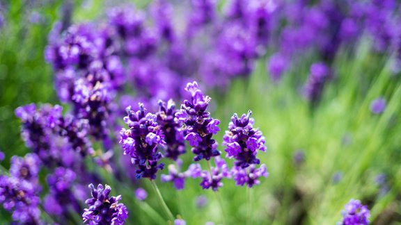 lavanda, lavandas 