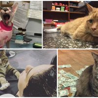 Mīlīgākie kolēģi: interesanti stāsti par kaķiem, kas mituši cilvēku darba vietās