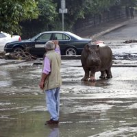 Тбилиси: бегемот вышел из стресса, все хищники из зоопарка отловлены