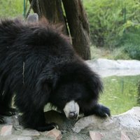 В Индии застрелили медведя-губача, растерзавшего трех человек