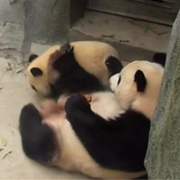 Amizants video: Pandu māmiņa nedalās gardumā un ar kāju atgrūž mazuli