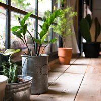 5 комнатных растений, которые выживут в любых условиях (даже если вы постоянно о них забываете)
