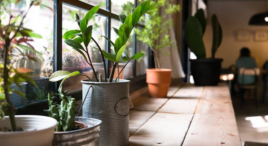 5 комнатных растений, которые выживут в любых условиях (даже если вы постоянно о них забываете)