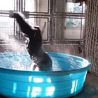 Video, kas sajūsmina pasauli: gorilla griež danci ūdens bļodā