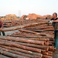 Главным латвийским экспортным товаром была древесина