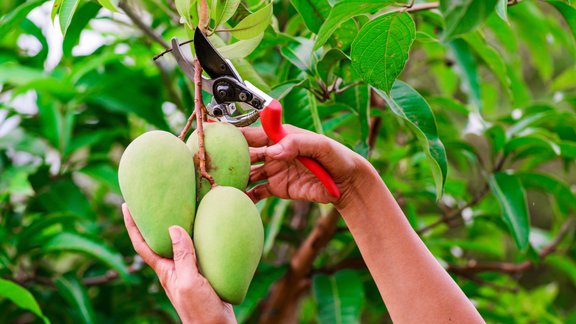 mango koks eksotika 