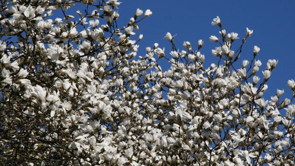 Magnoliju ziedēšana LU Botāniskajā dārzā - 9