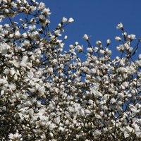 Foto: Botāniskajā dārzā sākusies magnoliju ziedēšana