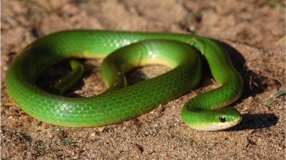 čūska, Opheodrys vernalis, Ziemeļamarikas zaļā čūska