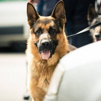 Служебная собака довела полицейских до дома предполагаемого вора