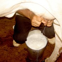 Krievijas embargo piensaimniekiem mēnesī rada 9 miljonu eiro zaudējumus