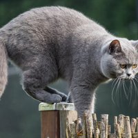 Cīņa ar grauzējiem mājās un pagalmā – joprojām efektīvākais ir kaķis