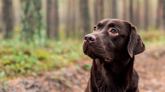 suns labradors labradoras retrīvers mežs koki