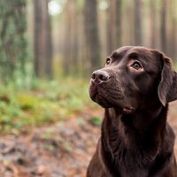Cenšoties izprast suni – noderīgi skaidrojumi par mīluļa redzi un dzirdi
