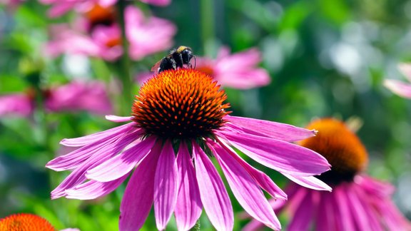 ehinācija, ehinācijas, Echinacea