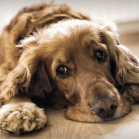 Собаки-заболеваки: 10 самых распространенных проблем со здоровьем у собак