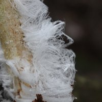 Foto: Lasītāja janvārī iemūžina neparastos 'ledus matus' un sēnes