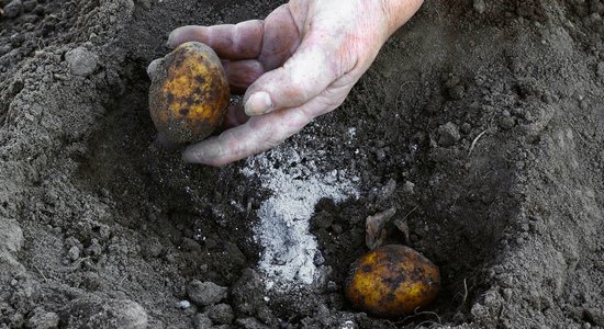 Lietderīgie kurināšanas pārpalikumi – pelni un to izmantošana dārzā