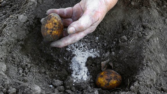 pelni kartupeļu stādīšana 