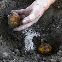 Kartupeļu stādīšanas darbi Latvijā varētu sākties aprīļa beigās, lēš asociācija