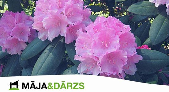 Konkurss 'Māja&Dārzs' lasītājiem – laimē krāšņu rododendru!