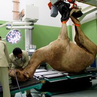 Foto: Dubaijā beidzot atver kamieļu slimnīcu