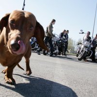 Inčukalna novadā saimniekus soda par suņu nepieskatīšanu