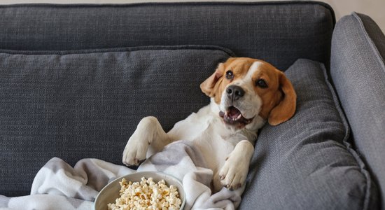 Galvenajā lomā – četrkājainais draugs. Populārākās un netīkamākās filmas ar un par suņiem