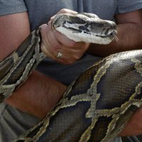 Во Флориде змеелов убил самку питона рекордной длины — свыше пяти метров