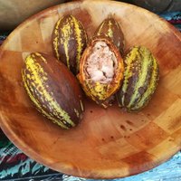 'Nestle' šokolādēs plāno aizvietot cukuru ar kakao augļa mīkstumu