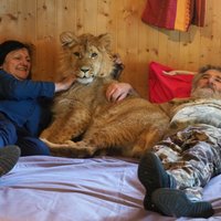 Foto: Pāris Francijā dzīvo kopā ar nepilnu gadu vecu lauvēnu Simbu
