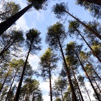 Pašvaldības uzņēmums 'Rīgas meži' pērn nopelnījis teju 2 miljonus eiro