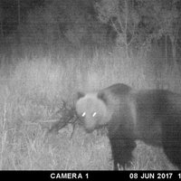 ФОТО: В Кокнесском крае заметили крупного медведя