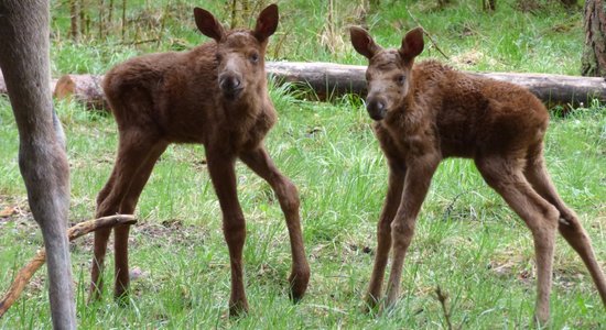 Līgatnes dabas taku saimi papildina aļņu dvīnīši, žiperīgi zaķi un lapsēns