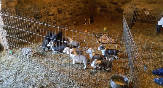 Suņu audzētavai 'Lieldeviņzare' uzliek 700 eiro sodu