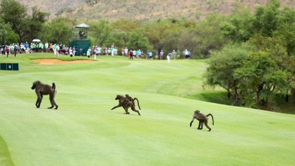 baboons, golf